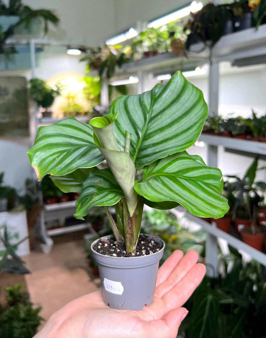 Calathea orbifolia