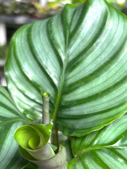 Calathea orbifolia