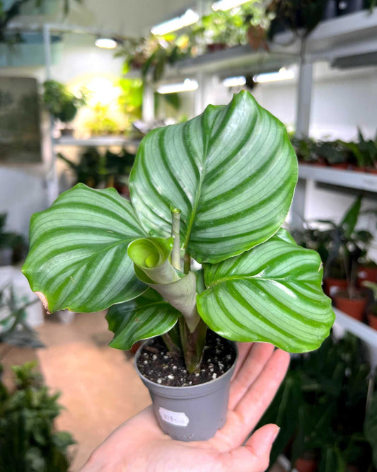 orbifolia_liten