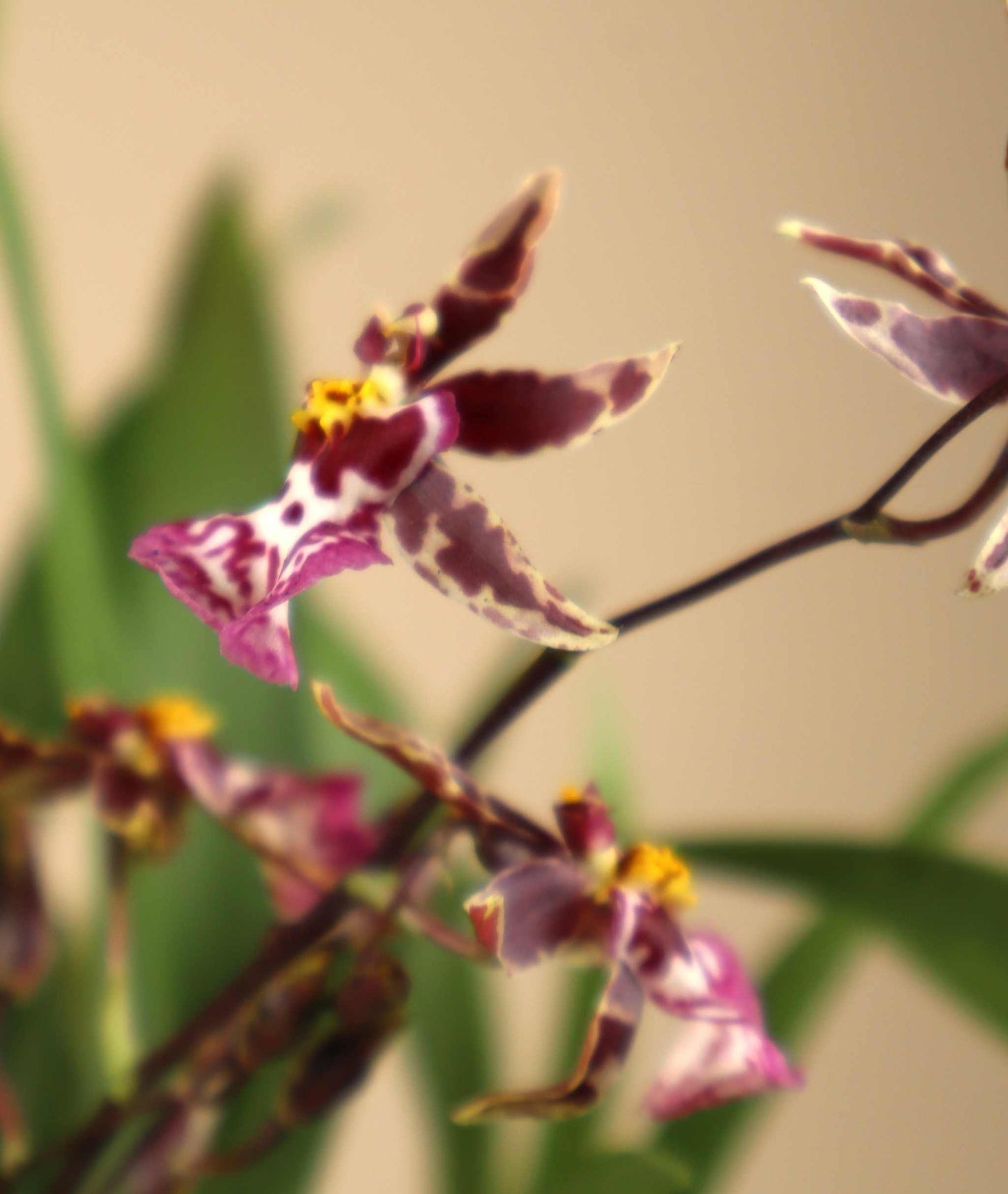 Oncidium Orchidee