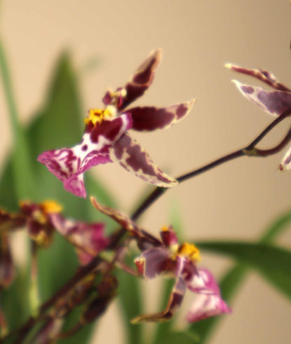 Oncidium Orchidee