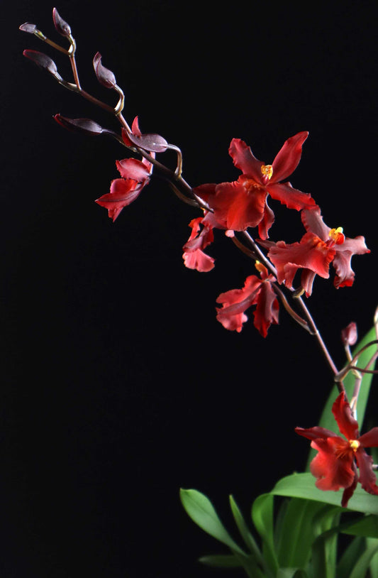 Oncidium Orkidé