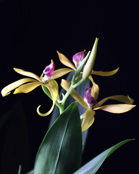 Prosthechea cochleata 'Bläckfiskorkidé'