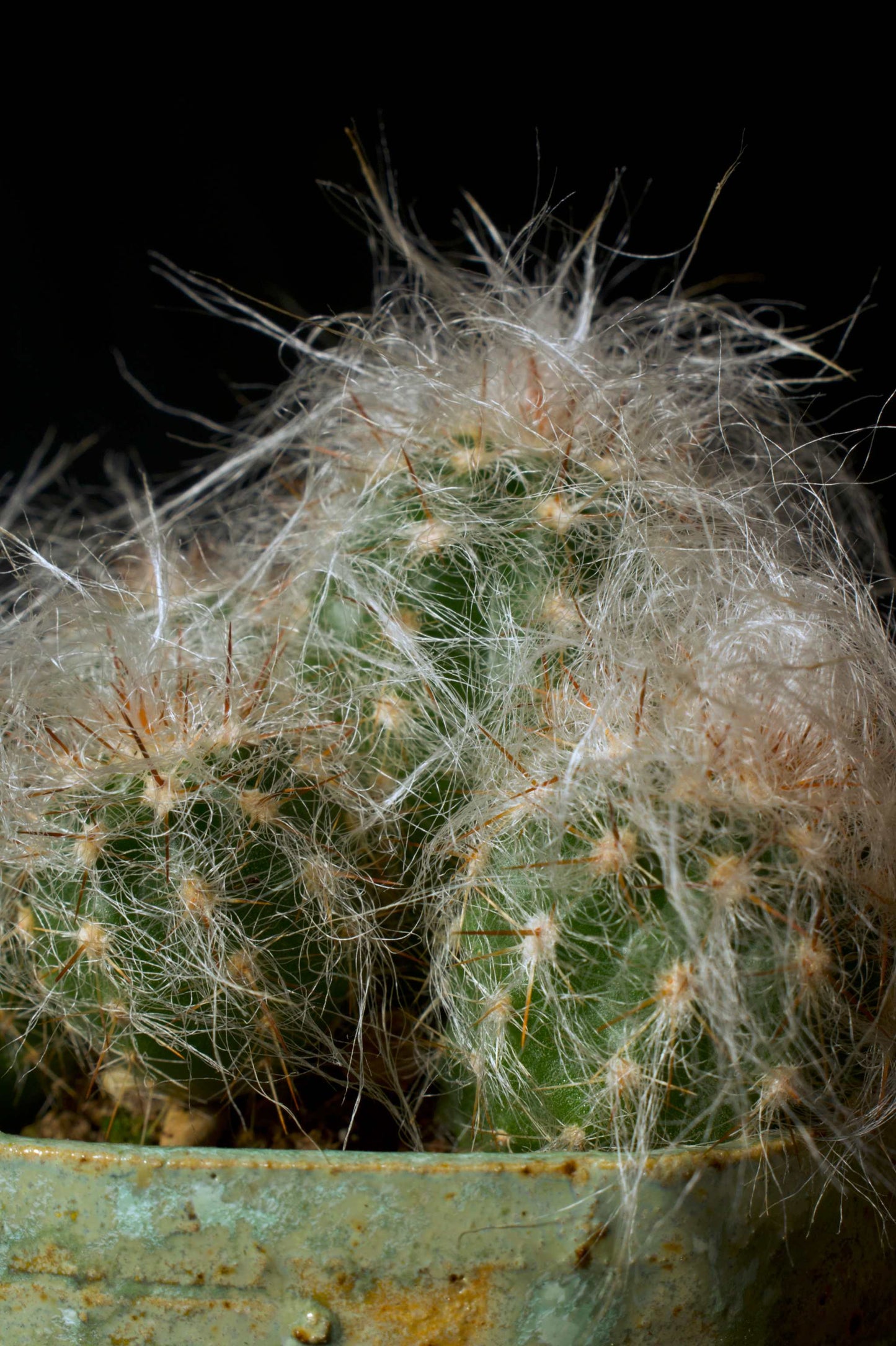 Oreocereus Trollii