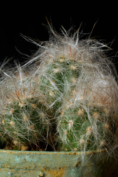 Oreocereus Trollii