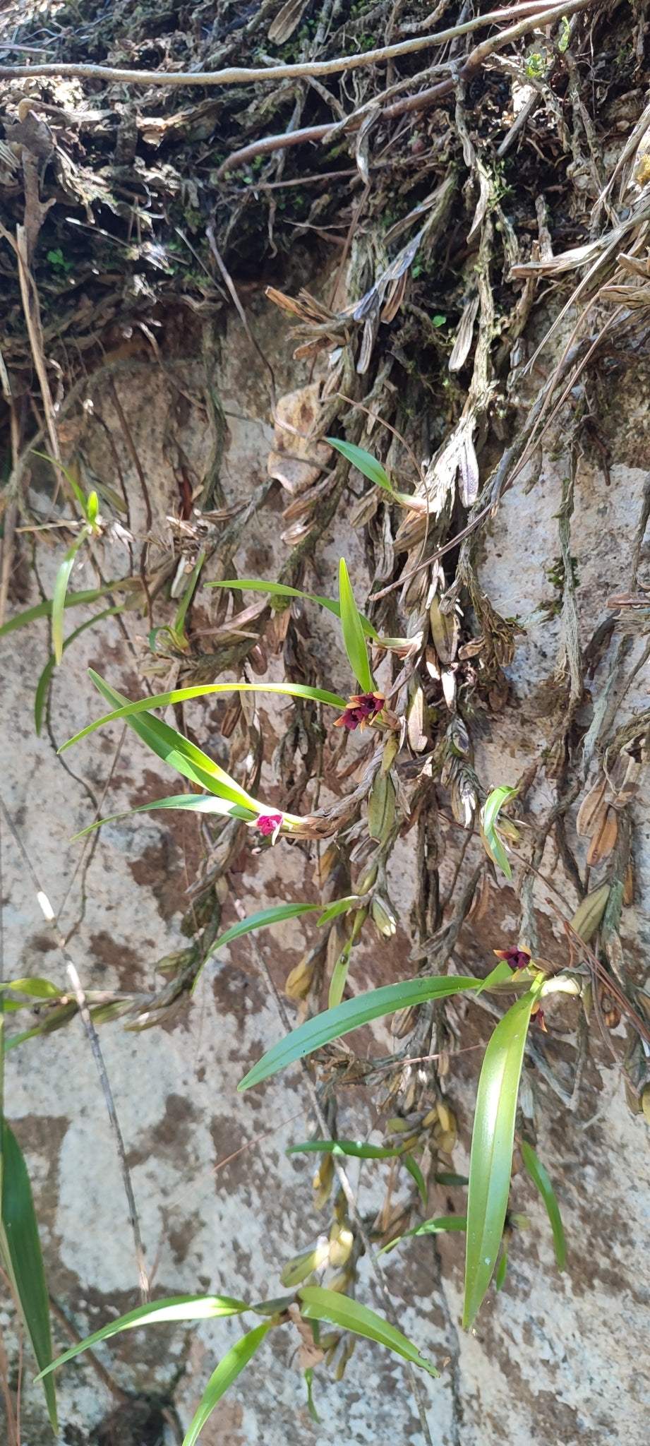 Maxillaria variabilis