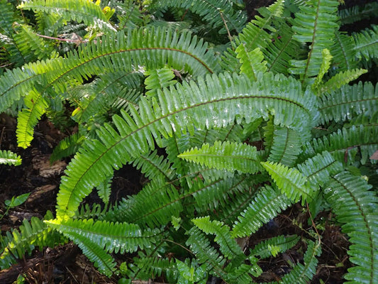 Nephrolepis exaltata 'spjutbräken'