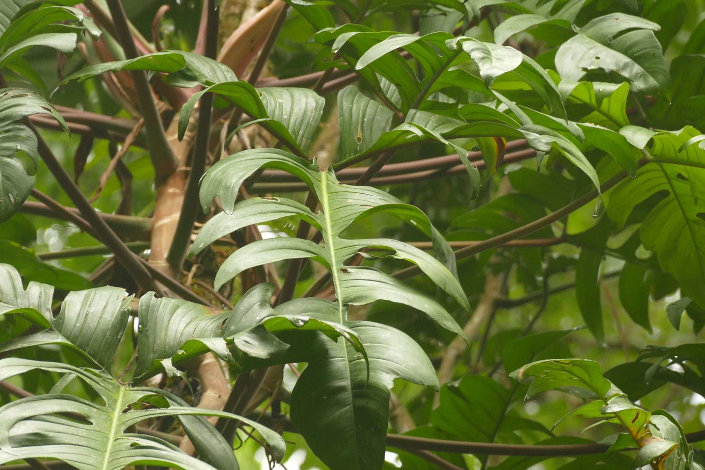 Philodendron pedatum