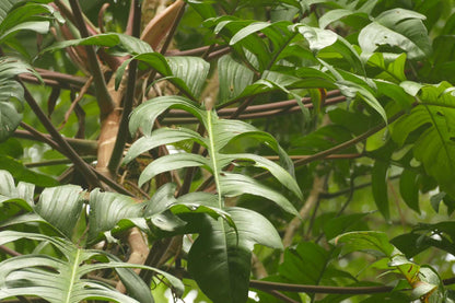 Philodendron pedatum