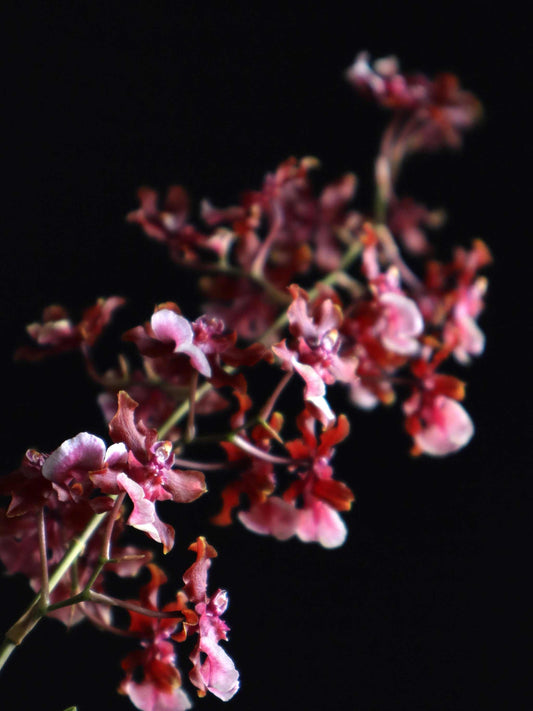 Oncidium 'Sharry Baby'