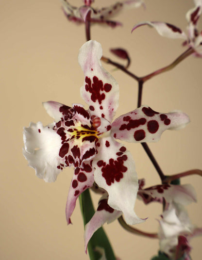 Orchideen-Mix | Verschiedene Sorten