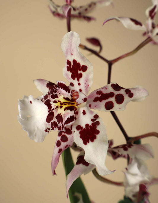 Orchid mix | Various types