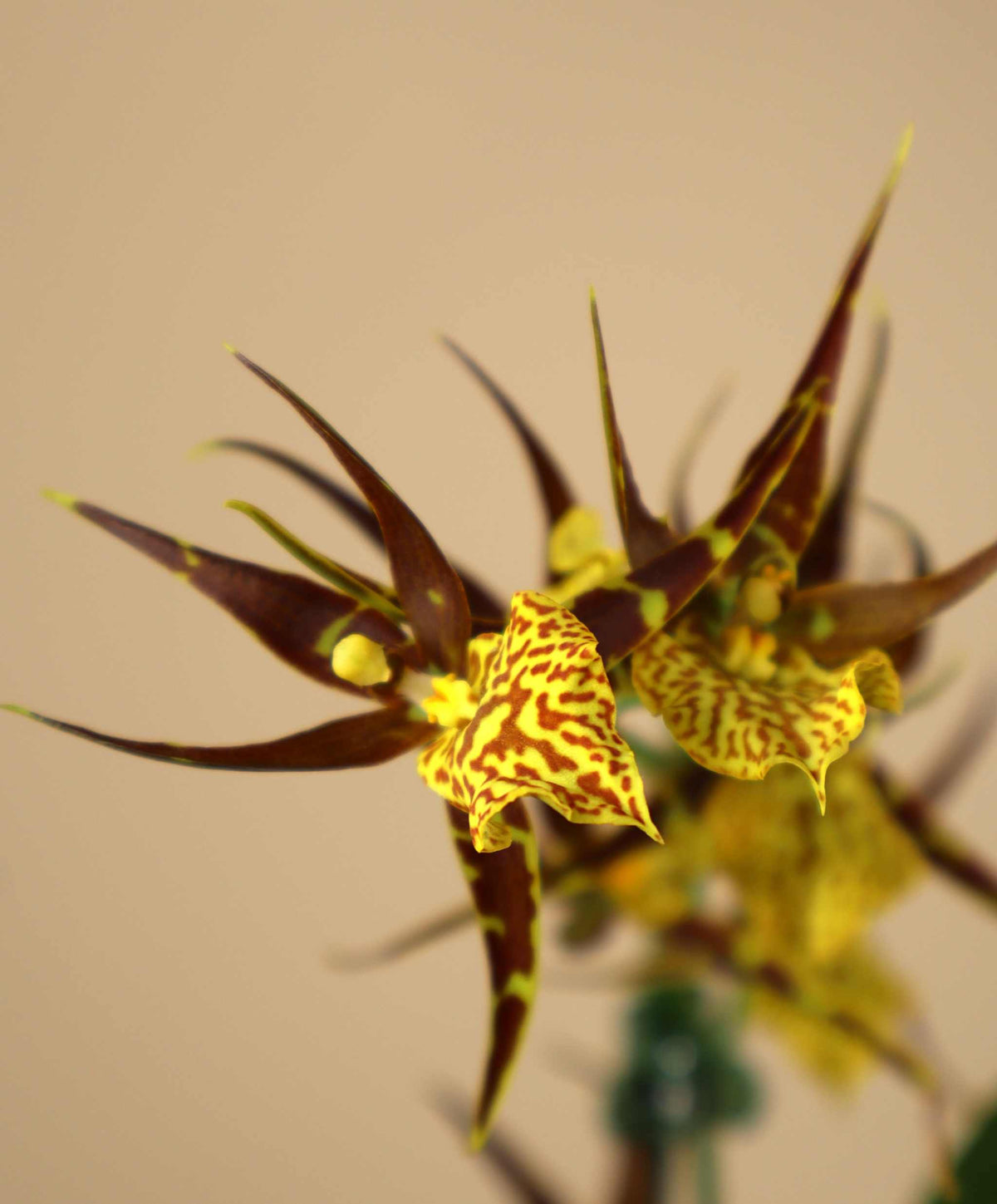 Brassia Orkidéer
