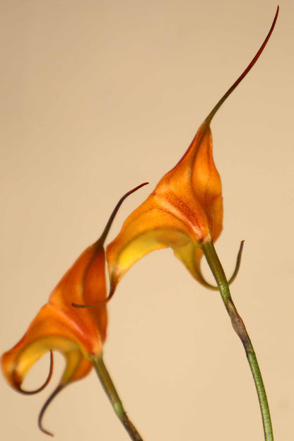 Masdevallia orkidéer