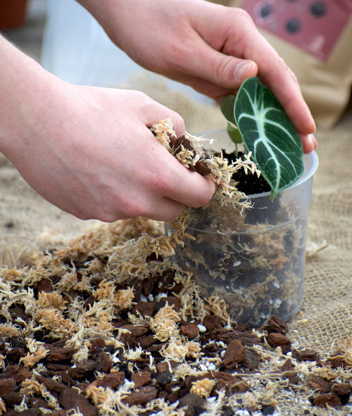 torvfri orkide och aroidjord