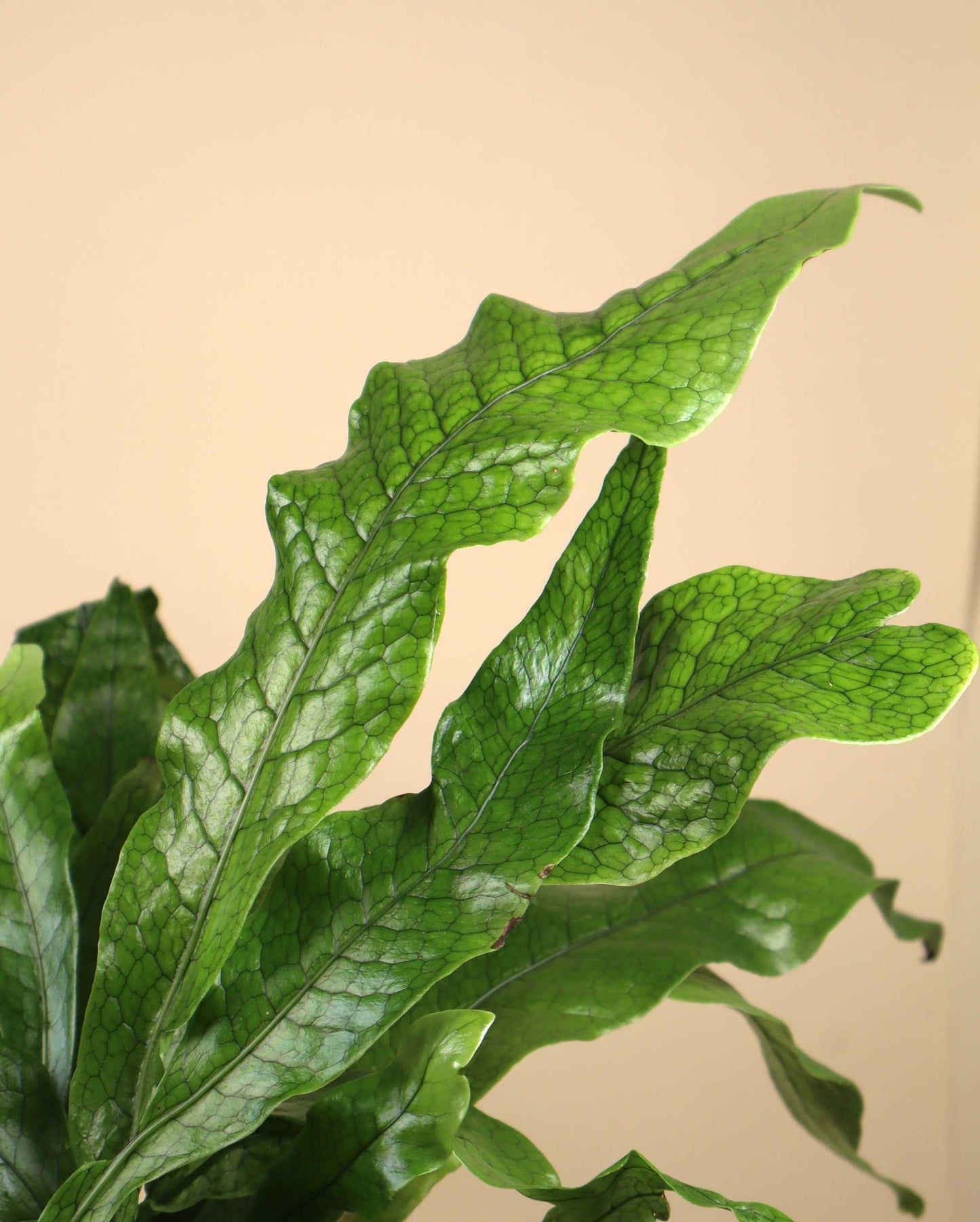 Microsorum musifolium 'krokodilbräken'