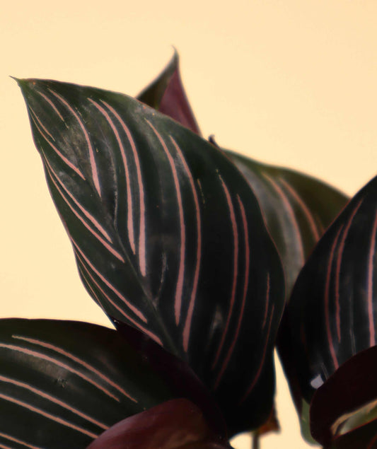 Goeppertia ornata 'Mieli'