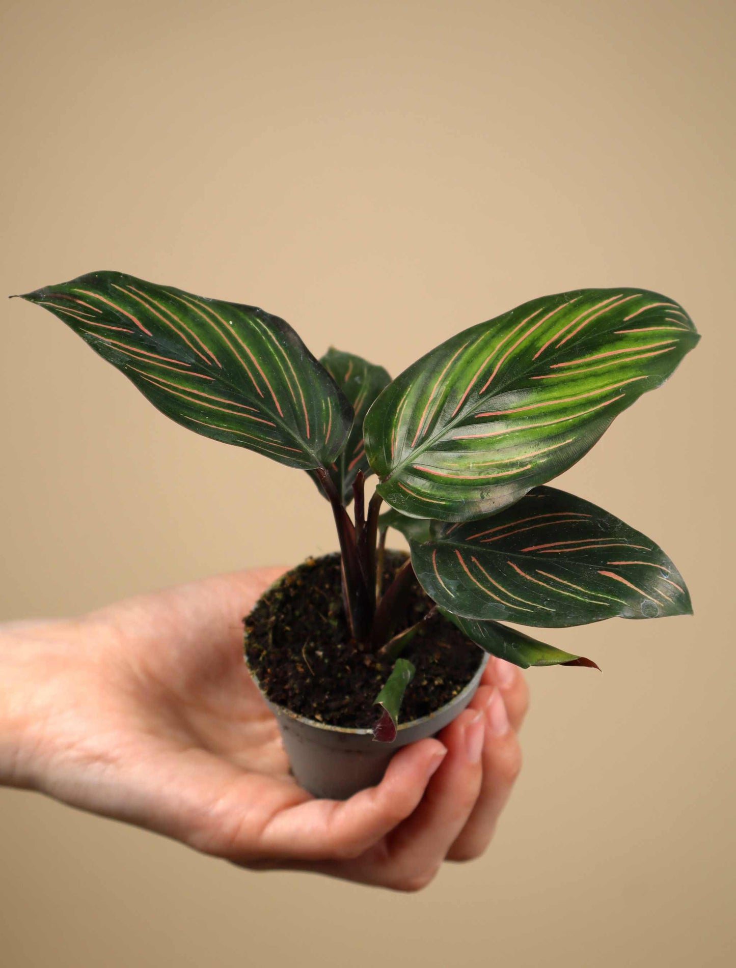 Goeppertia ornata 'Mieli' | Pin-Stripe Calathea