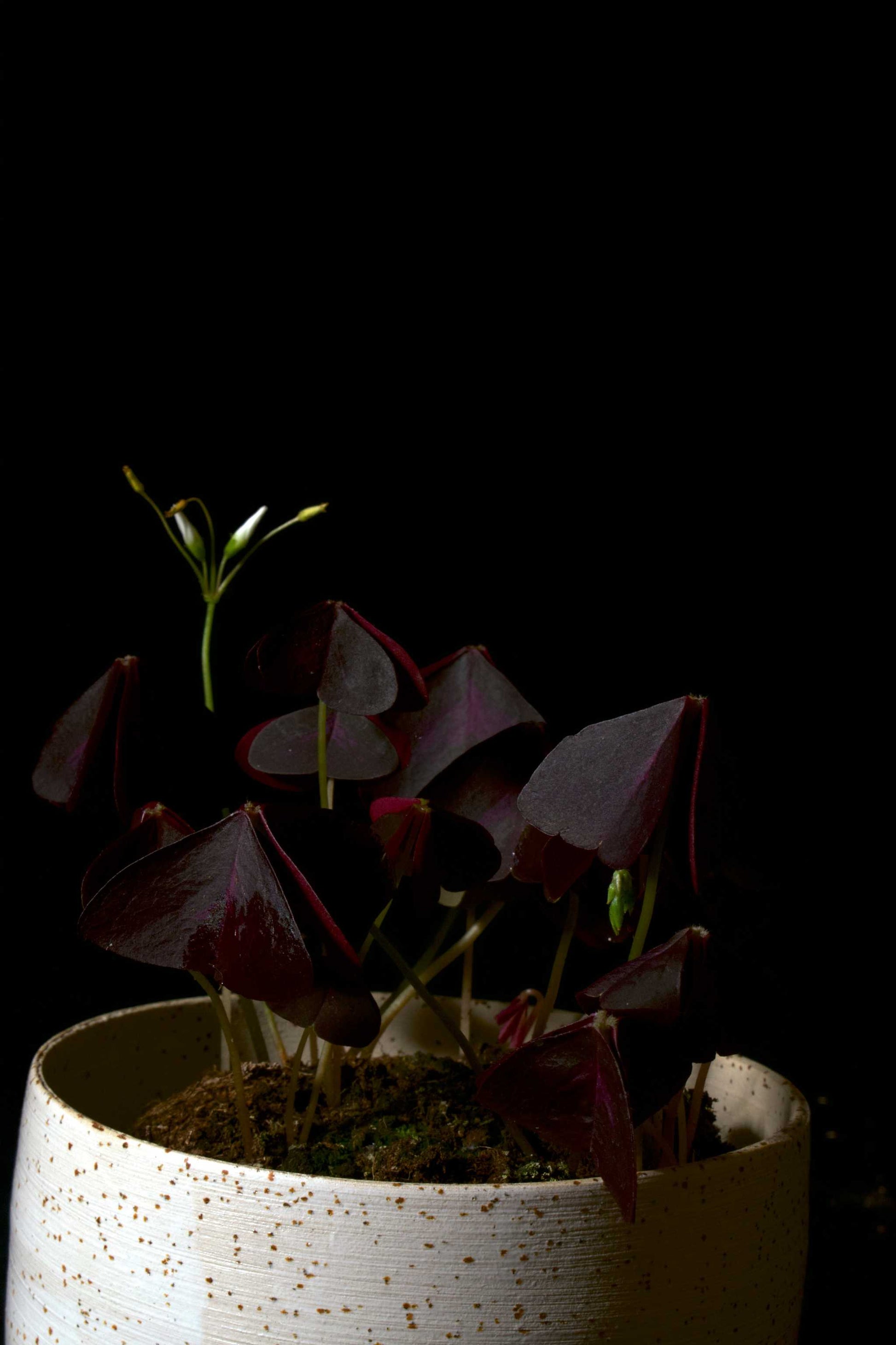 Oxalis triangularis mot mycket mörk bagrund