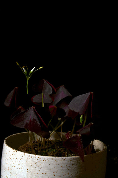 Oxalis triangularis mot mycket mörk bagrund