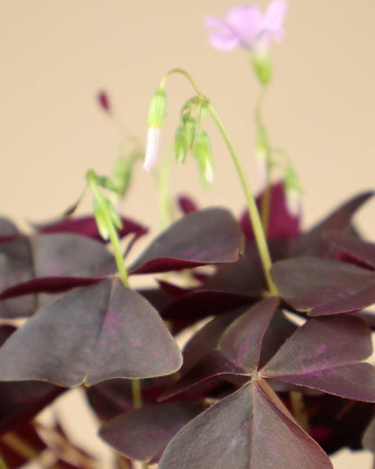Triangeloxalis 'Oxalis triangularis'