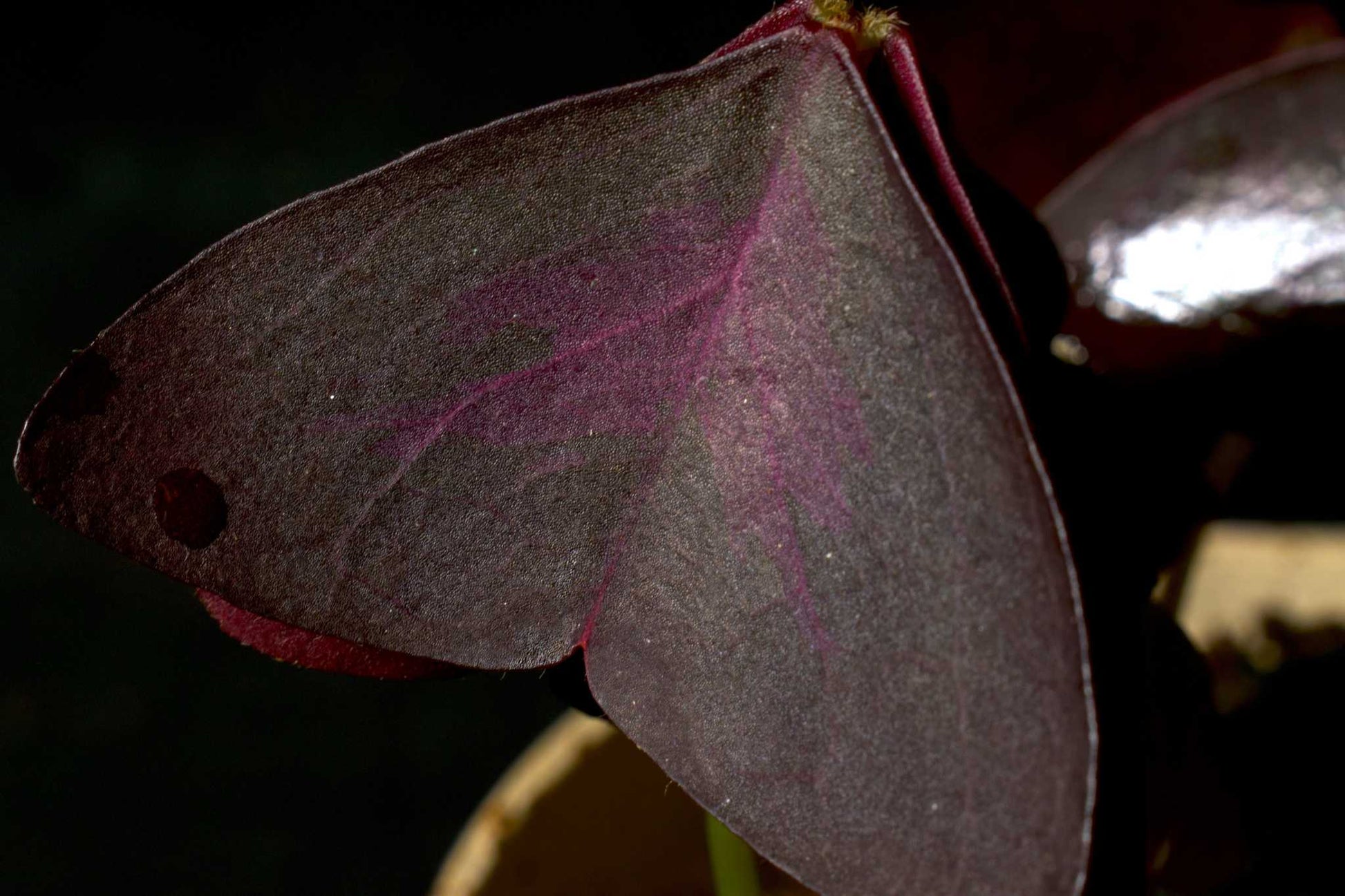 Oxalis triangularis makrofoto på det lila mönstret bladen har