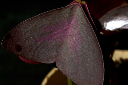 Oxalis triangularis makrofoto på det lila mönstret bladen har