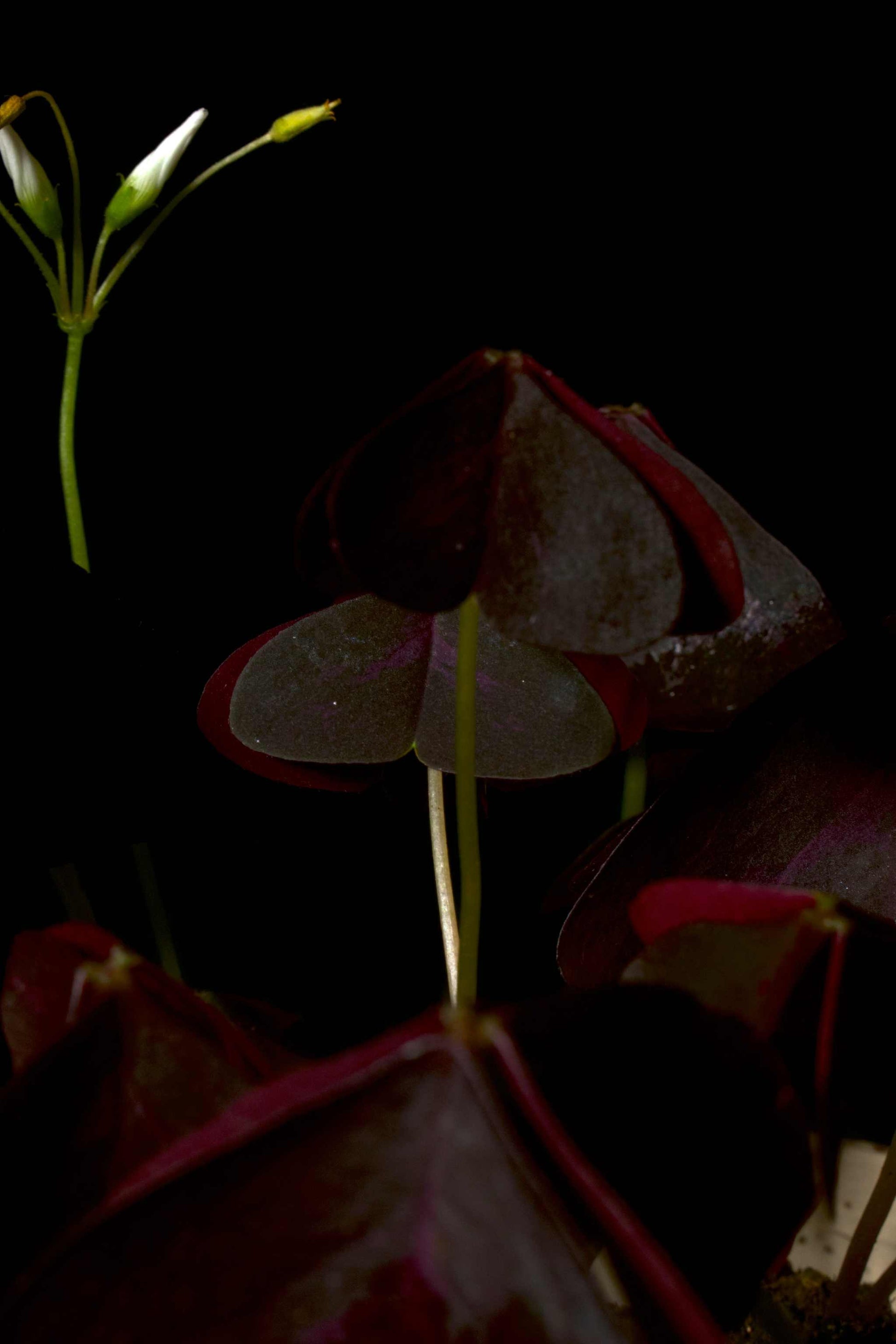 Oxalis triangularis närbild på ett litet blad