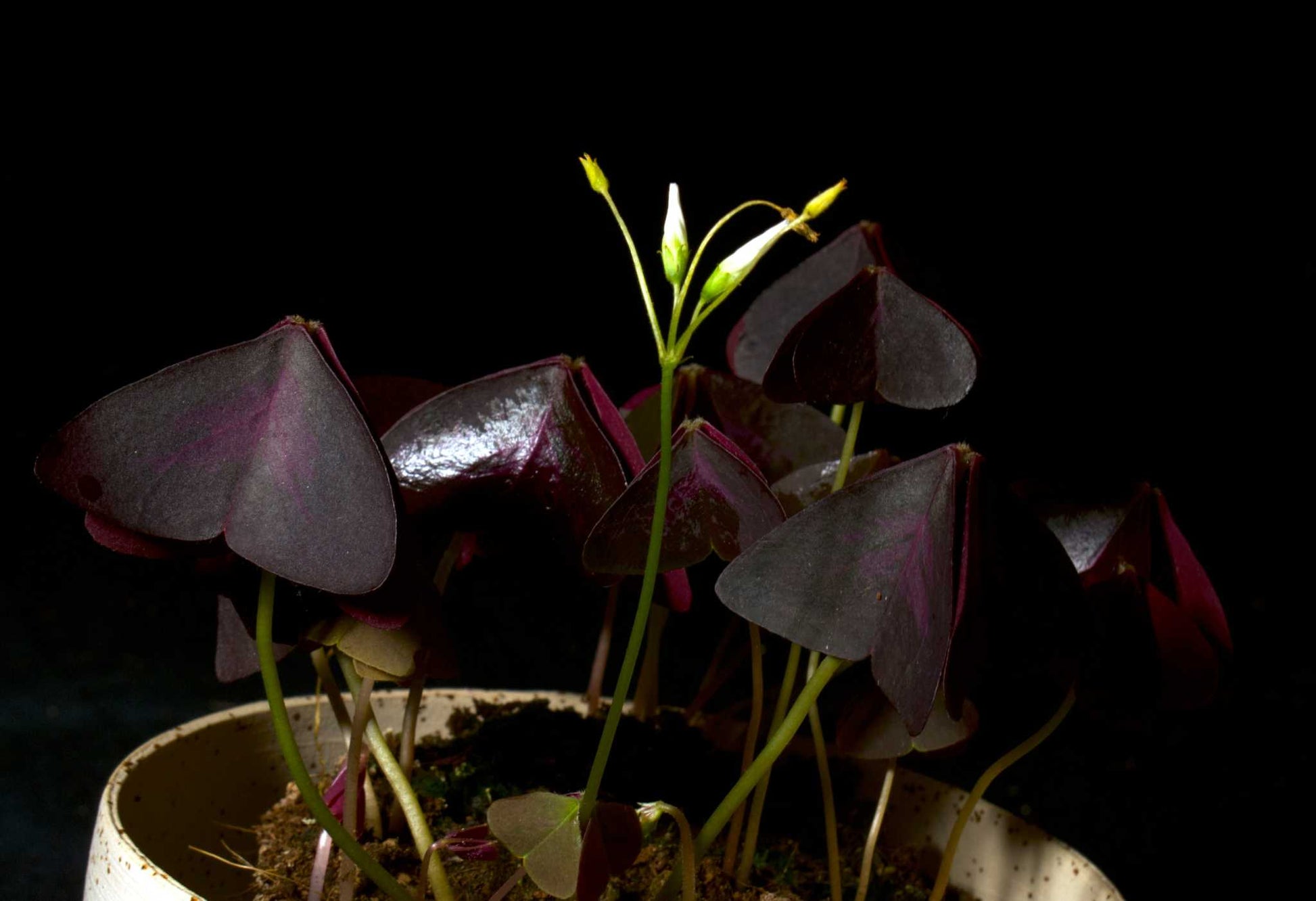 Oxalis triangularis i helhet med ikoniska vita blommor