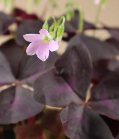 Triangeloxalis 'Oxalis triangularis'