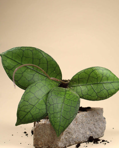 Hoya aff. clemensiorum