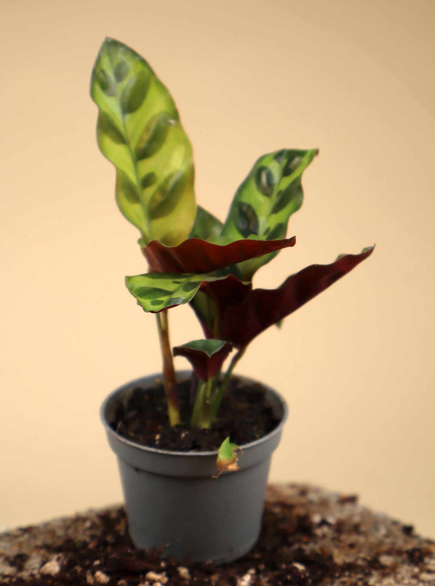 Goeppertia insignis 'marmorblad'