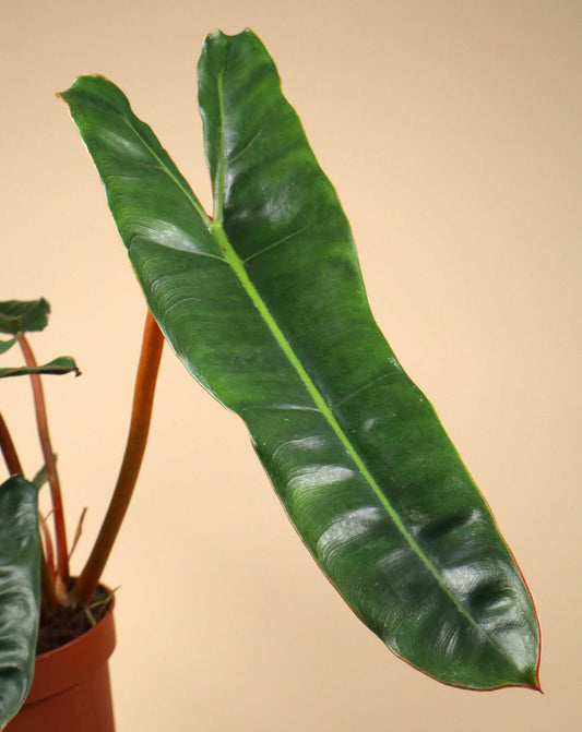 Philodendron billietiae
