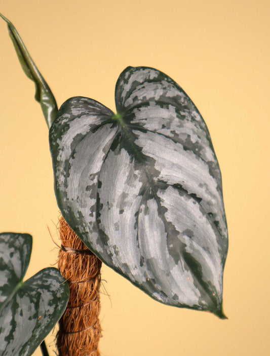 Philodendron brandtianum