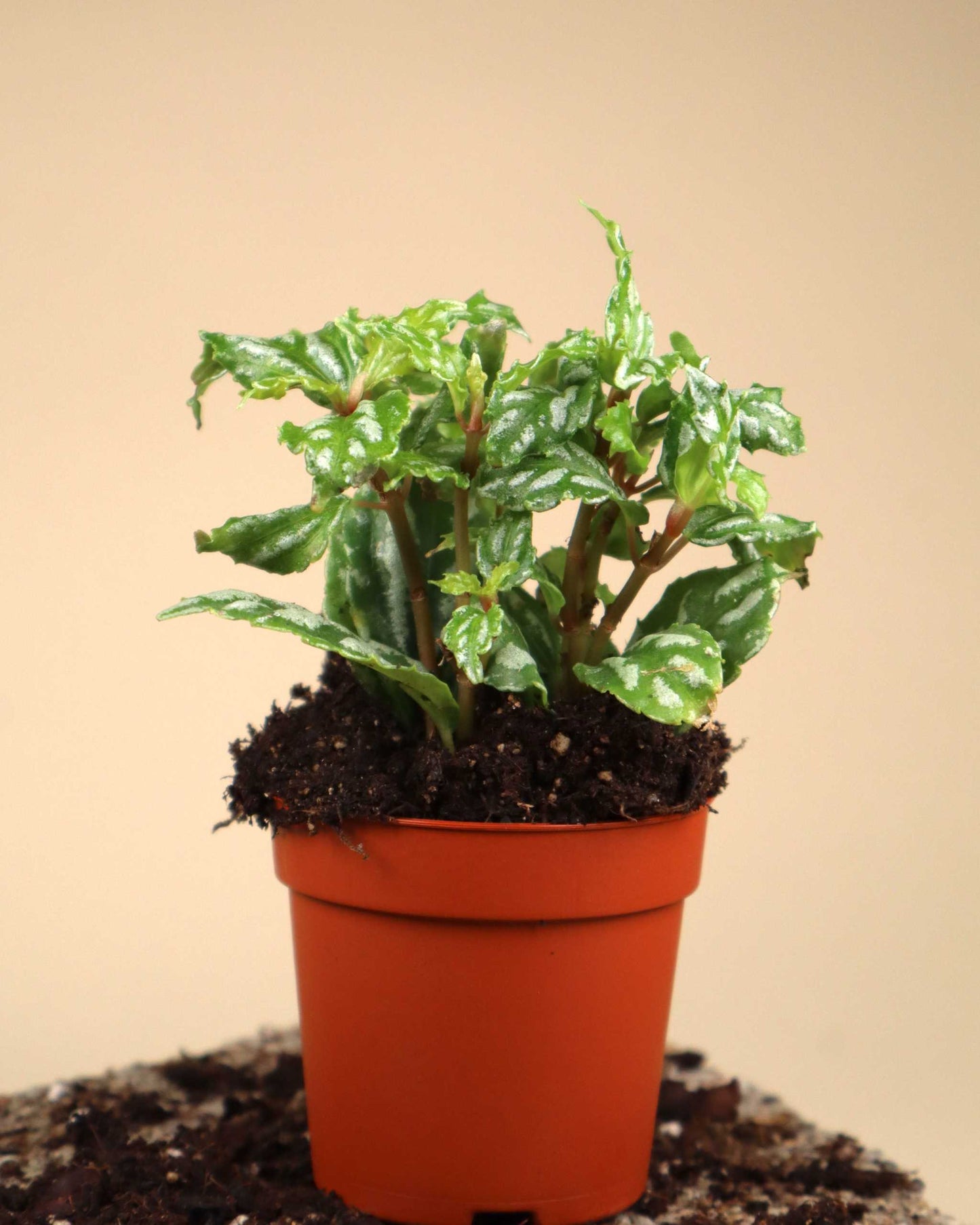 Pilea cadierei 'silverpilea'