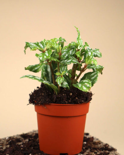 Pilea cadierei 'silverpilea'