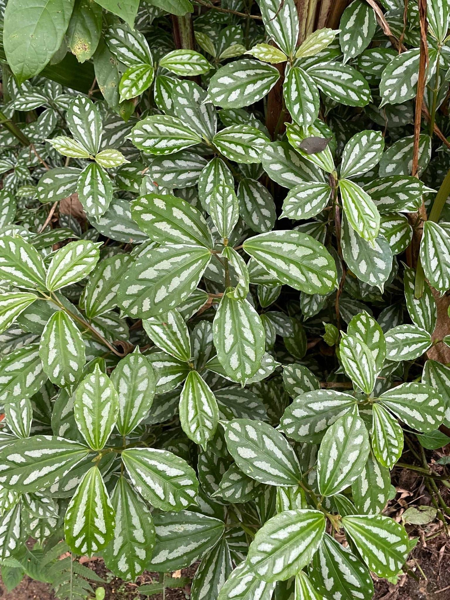 Pilea cadierei 'silverpilea'