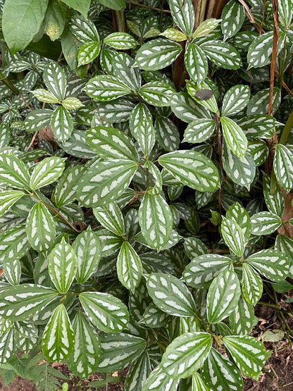 Pilea cadierei 'silverpilea'