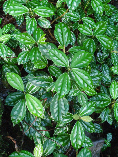 Pilea cadierei 'silverpilea'