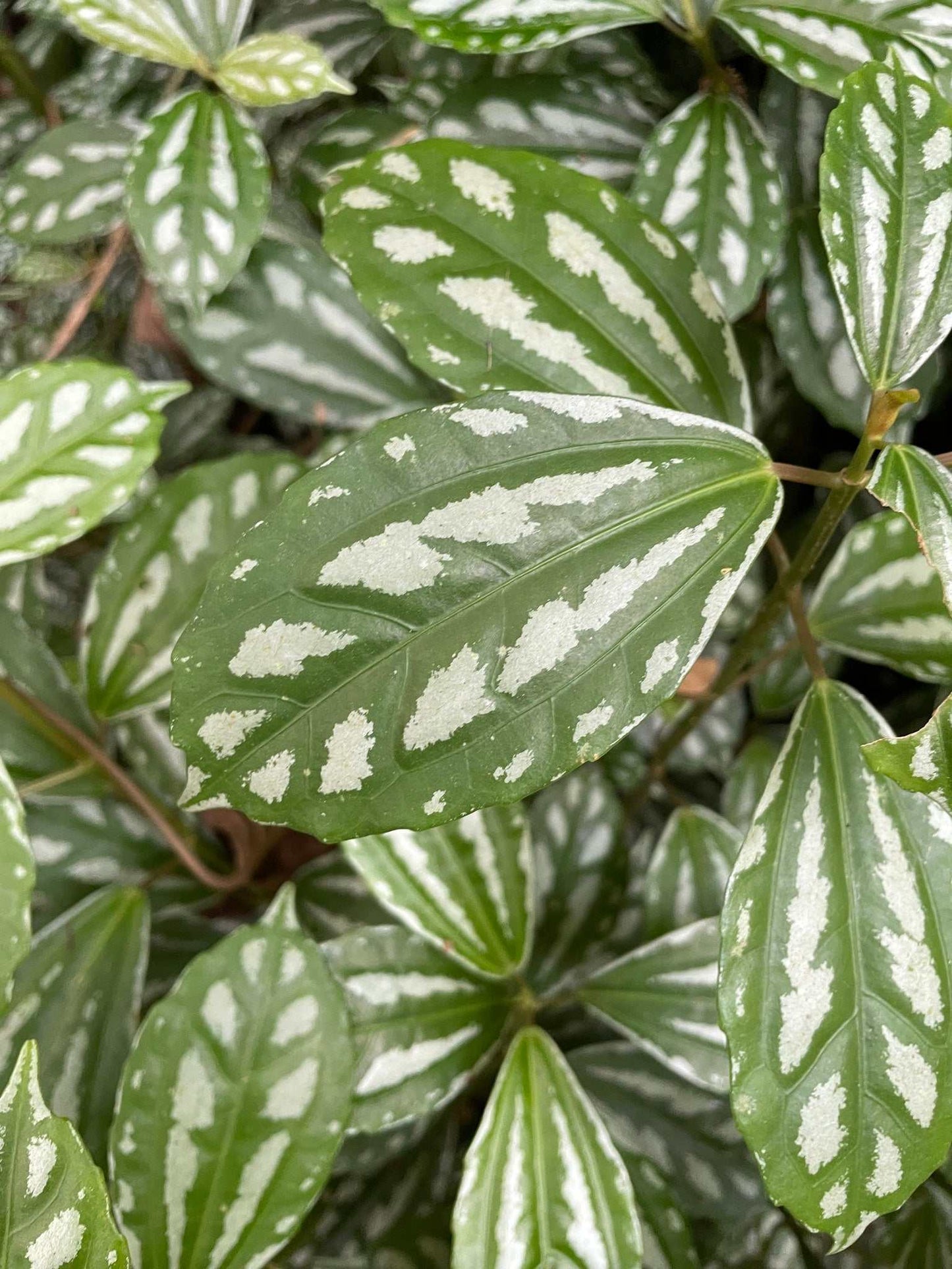 Pilea cadierei 'silverpilea'