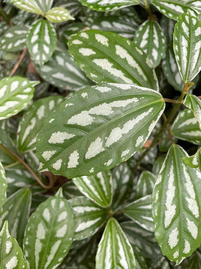 Pilea cadierei 'silverpilea'