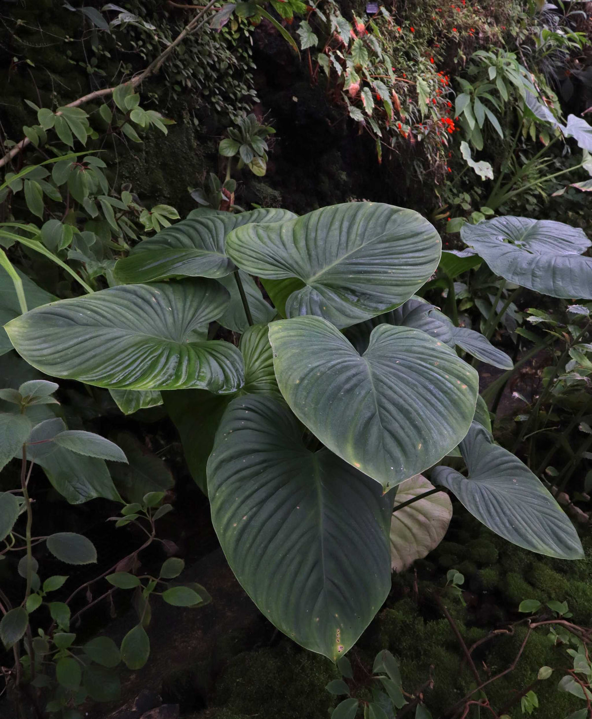 Philodendron grandipes