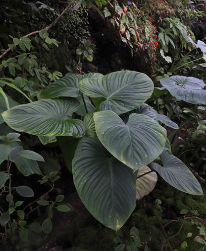 Philodendron grandipes