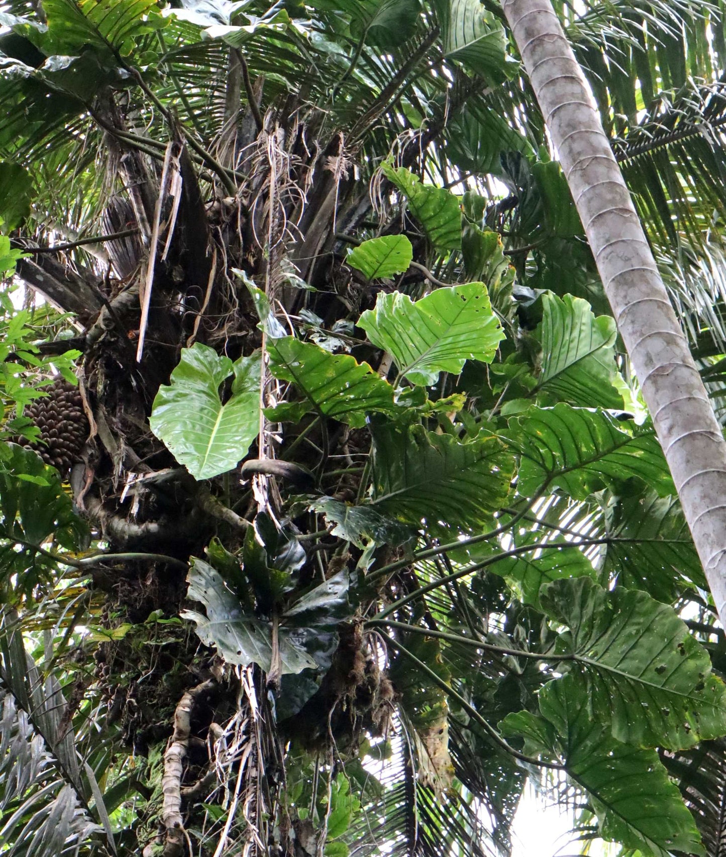 Philodendron maximum