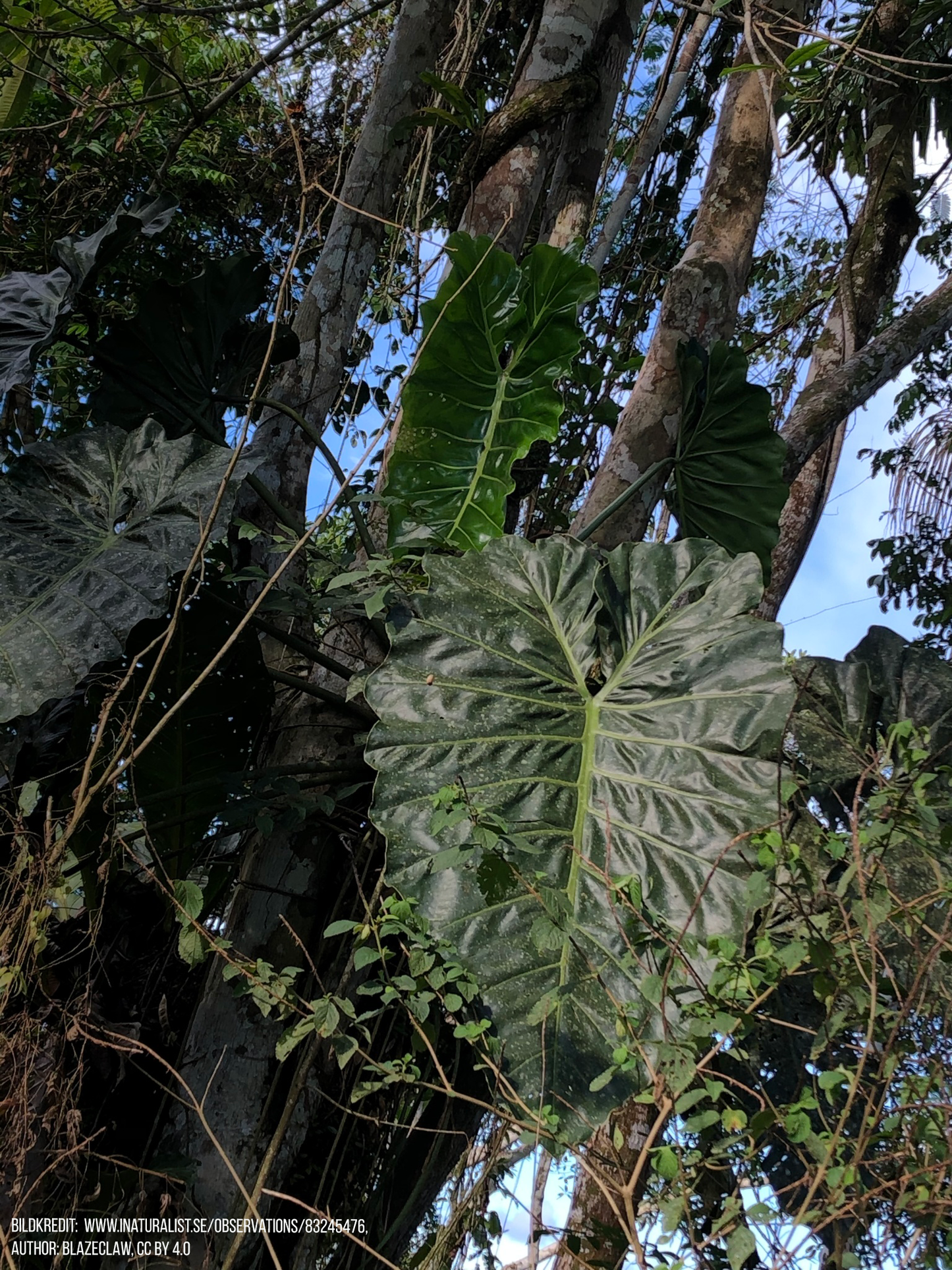 Philodendron maximum