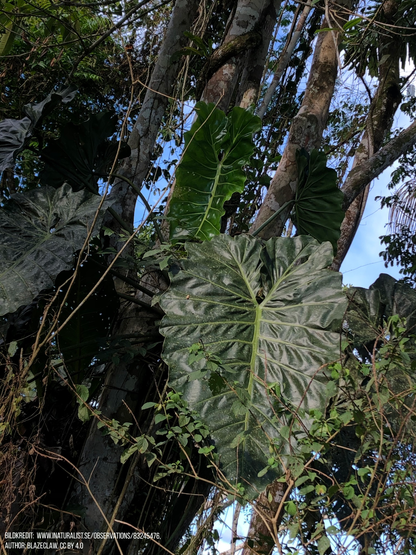 Philodendron maximum
