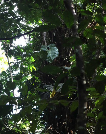 Philodendron maximum