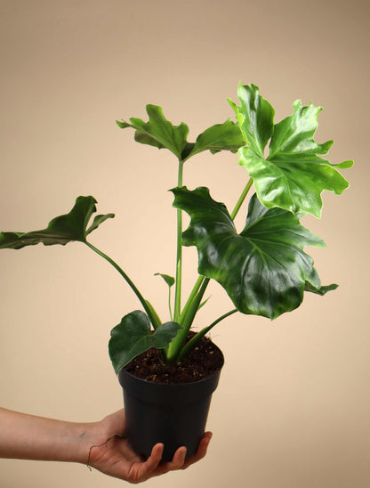 Philodendron bipinnatifidum