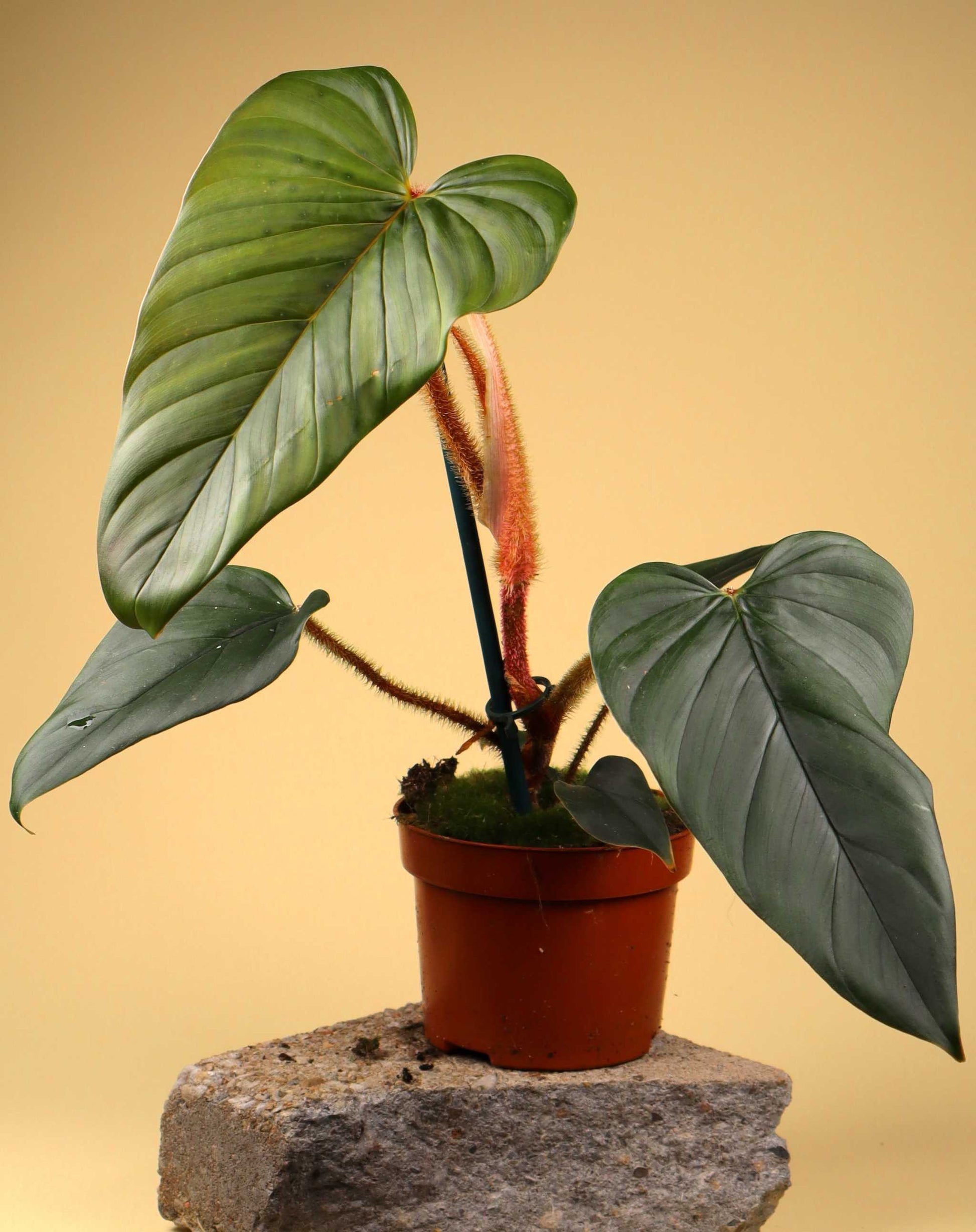philodendron serpens care Philodendron serpens - Buy Unusual Houseplants Online