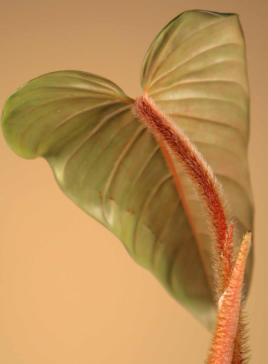 Philodendron serpens
